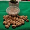 Semillas pistacho